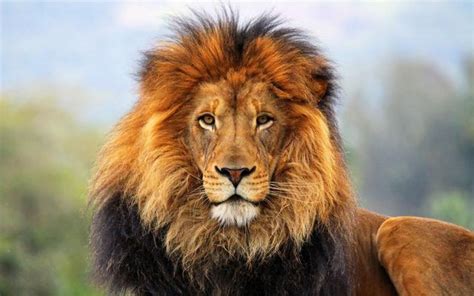 獅子射手 有動物的地名